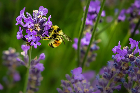 Decorative photo of bee on a flower.